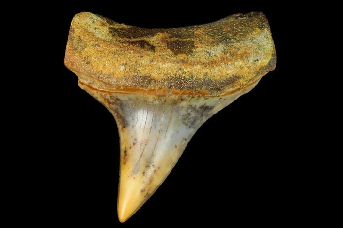 Colorful White/Mako Shark Tooth Fossil - Sharktooth Hill, CA #122724